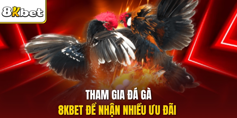 Tham gia Đá gà 8kbet để nhận nhiều ưu đãi 