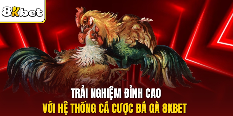 Trải nghiệm đỉnh cao với hệ thống cá cược Đá gà 8kbet 
