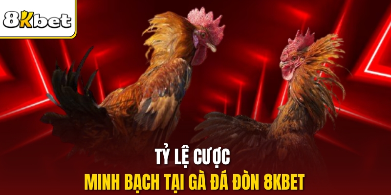 Tỷ lệ cược minh bạch tại Gà đá đòn 8kbet